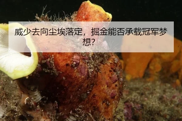威少去向尘埃落定，掘金能否承载冠军梦想？
